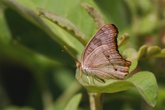 Anartia-jatrophae