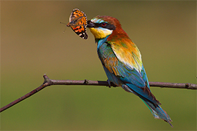 Fotografia przyrodnicza ptaki