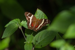 Motyl-Anartia-fatima