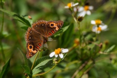 Motyl-Junonia-sp