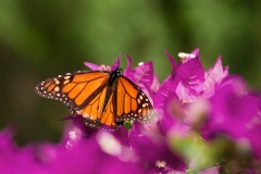 Motyl-Monarch-(Danaus-plexippus)-1