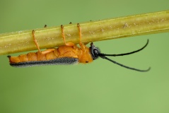 Oberea-oculata-1