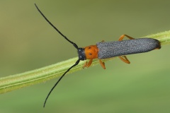 Oberea-oculata-3