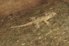 Gekon-(Hemidactylus-platyurus)-Tajlandia-3