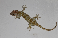 Gekon-toke-(Gekko-gecko)-Tajlandia-5
