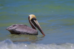 Pelikan-brunatny-(Pelecanus-occidentalis)-3