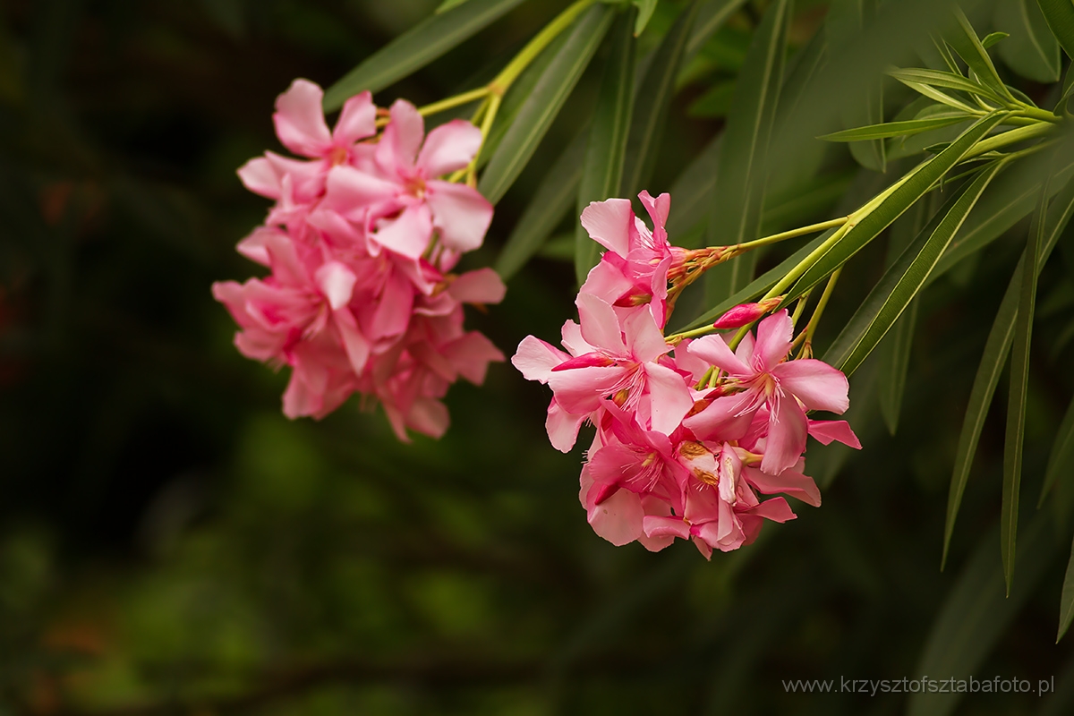 Oleander-pospolity-3.jpg