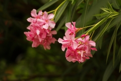 Oleander-pospolity-3