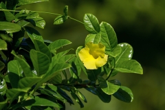zolta-mandevilla-(Pentalinon-uteum)